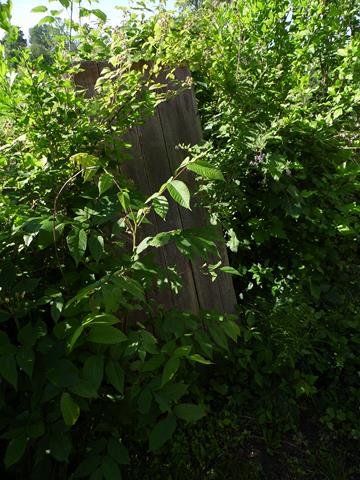June 2013 Antique Picking Photo by John Reinhart