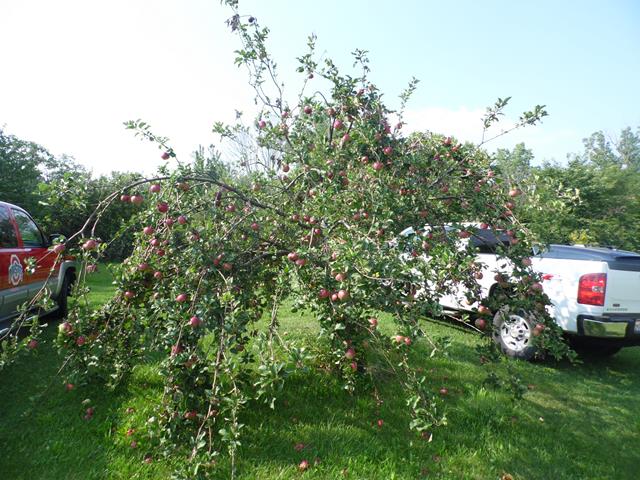 August 2013 Antique Picking Photo by John Reinhart